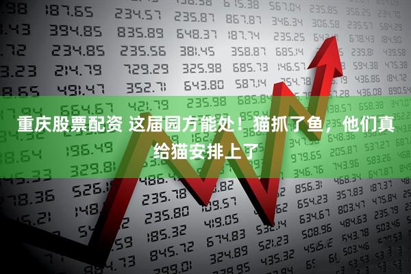 重庆股票配资 这届园方能处！猫抓了鱼，他们真给猫安排上了
